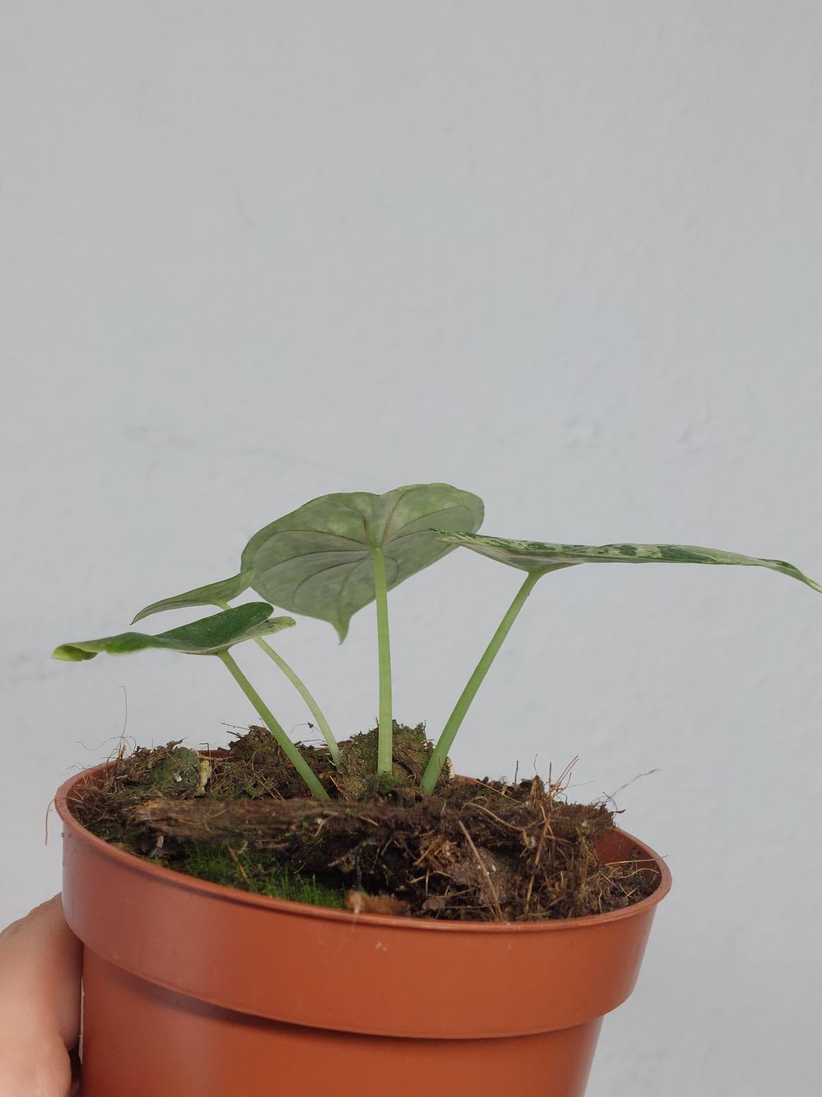 Alocasia Dragon Scale Mint