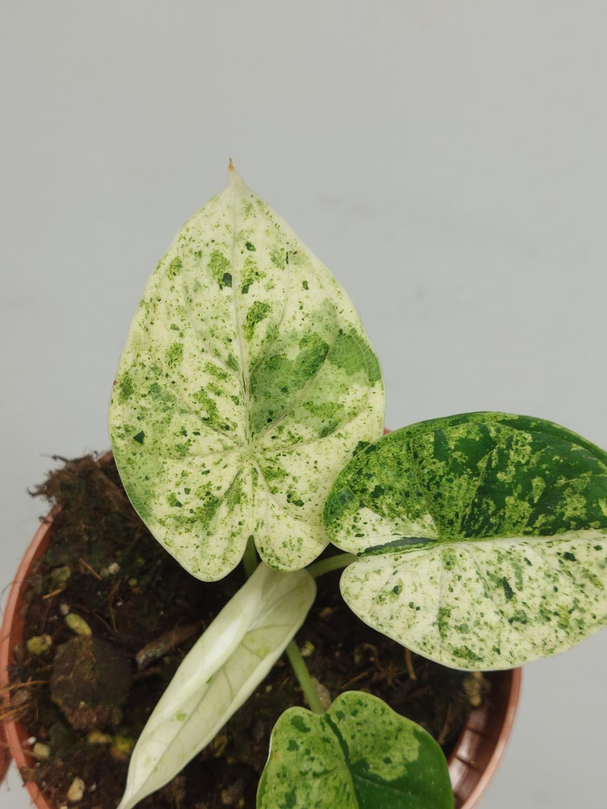 Alocasia Dragon Scale Mint
