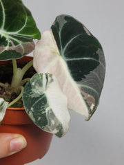 Alocasia Black Velvet Pink Variegata