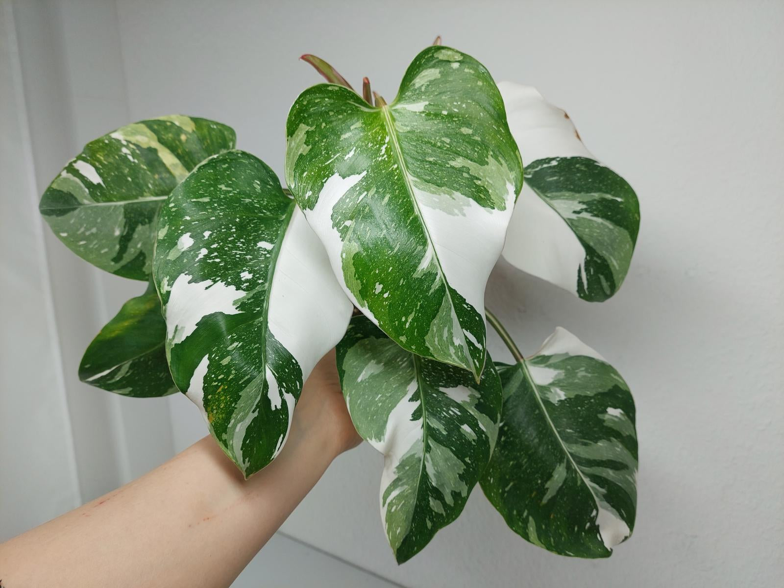 Philodendron White Princess