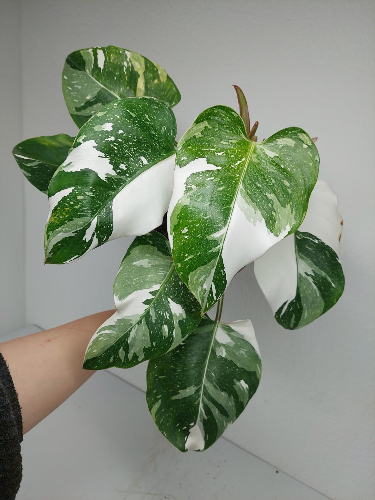 Philodendron White Princess