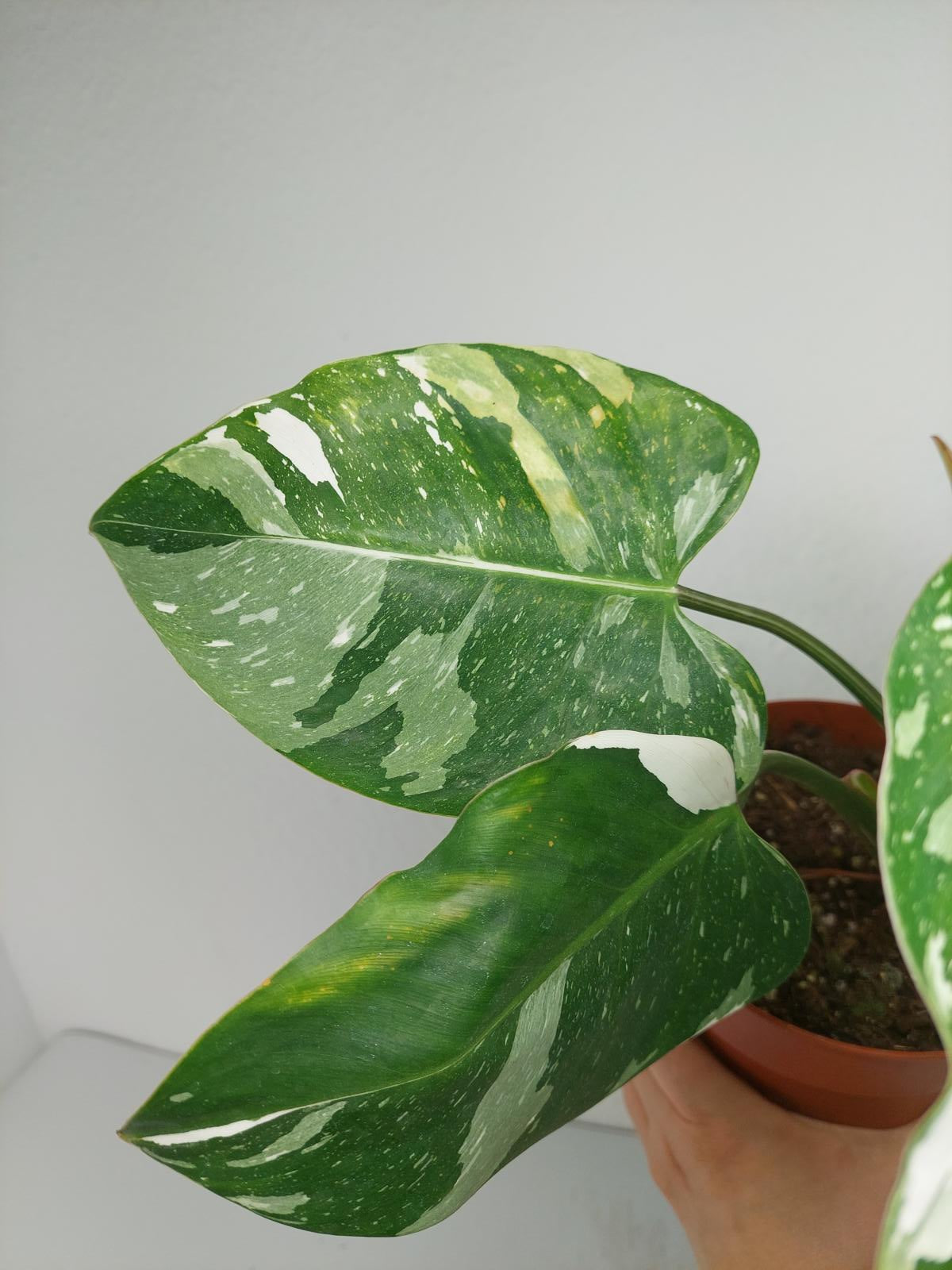 Philodendron White Princess