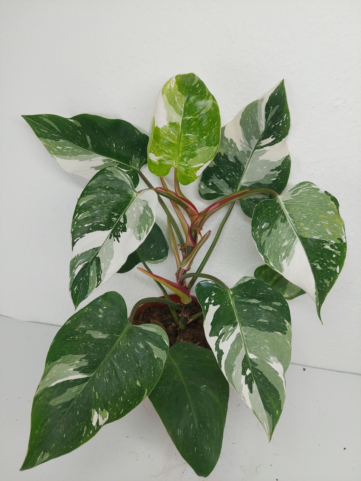 Philodendron White Princess