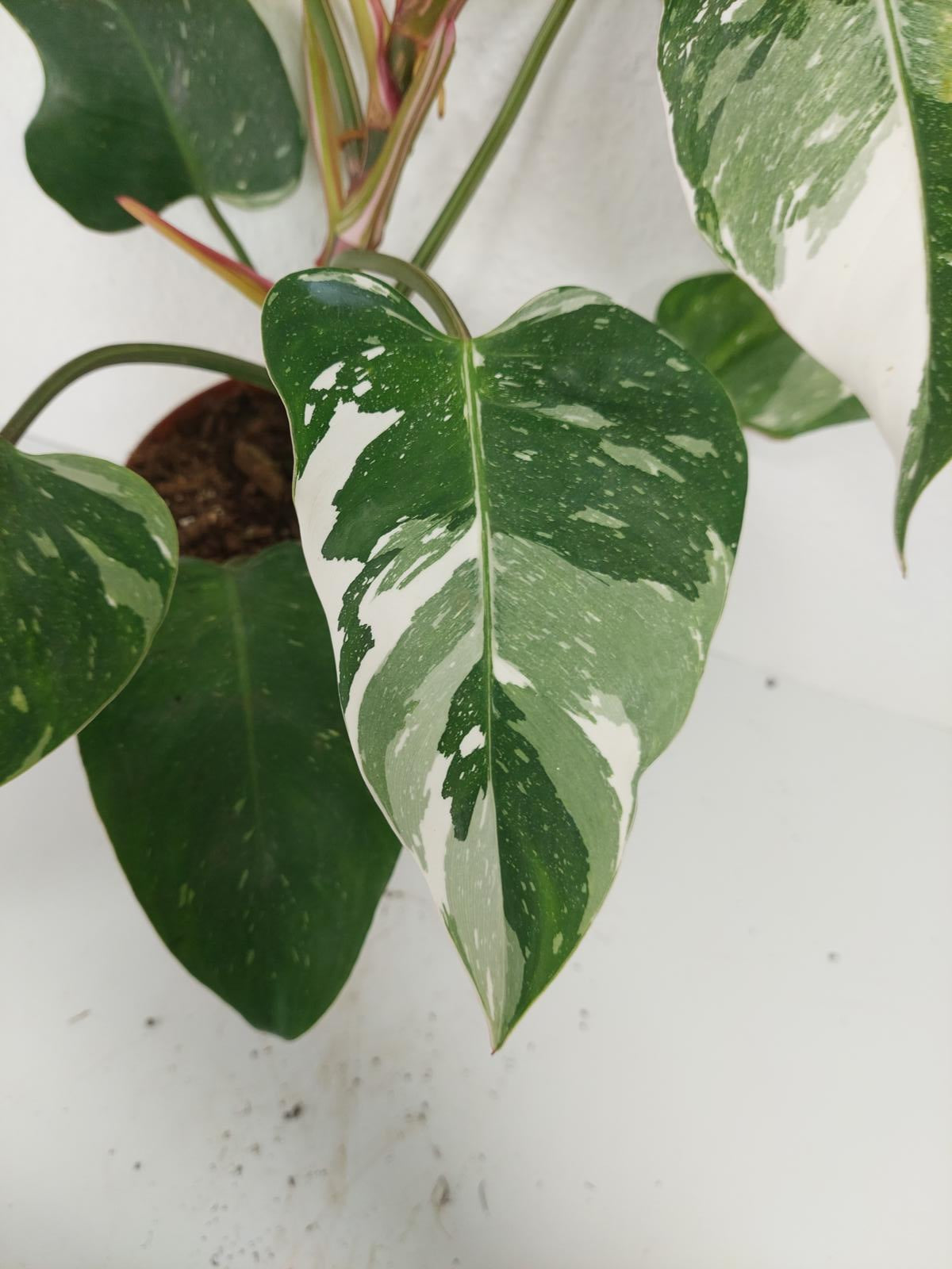 Philodendron White Princess