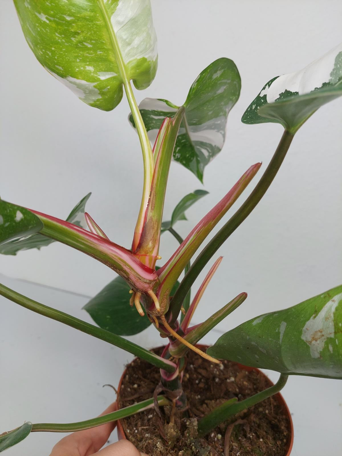 Philodendron White Princess