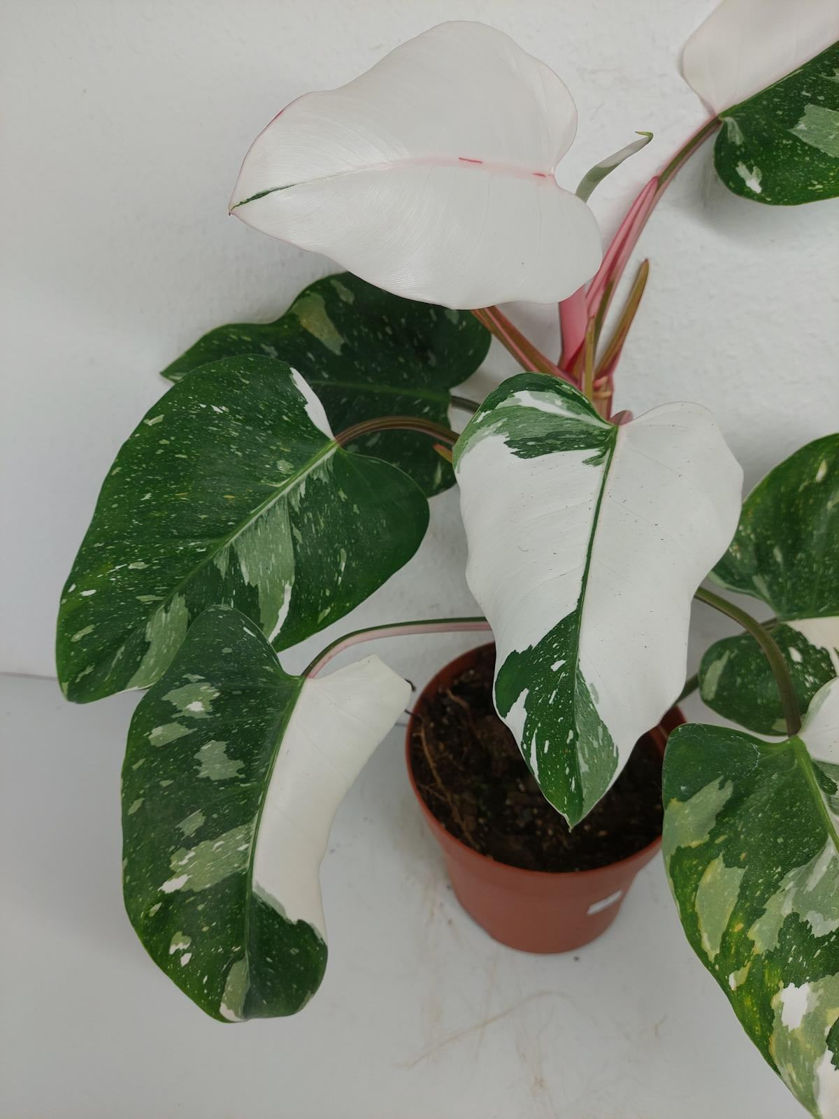 Philodendron White Princess
