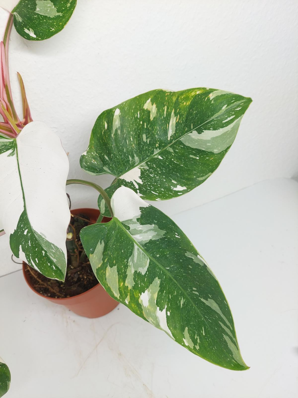 Philodendron White Princess