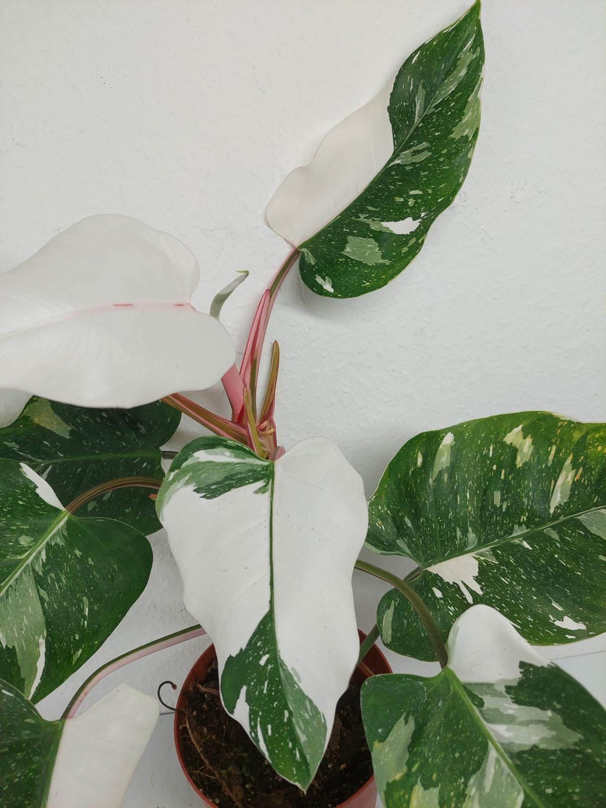 Philodendron White Princess