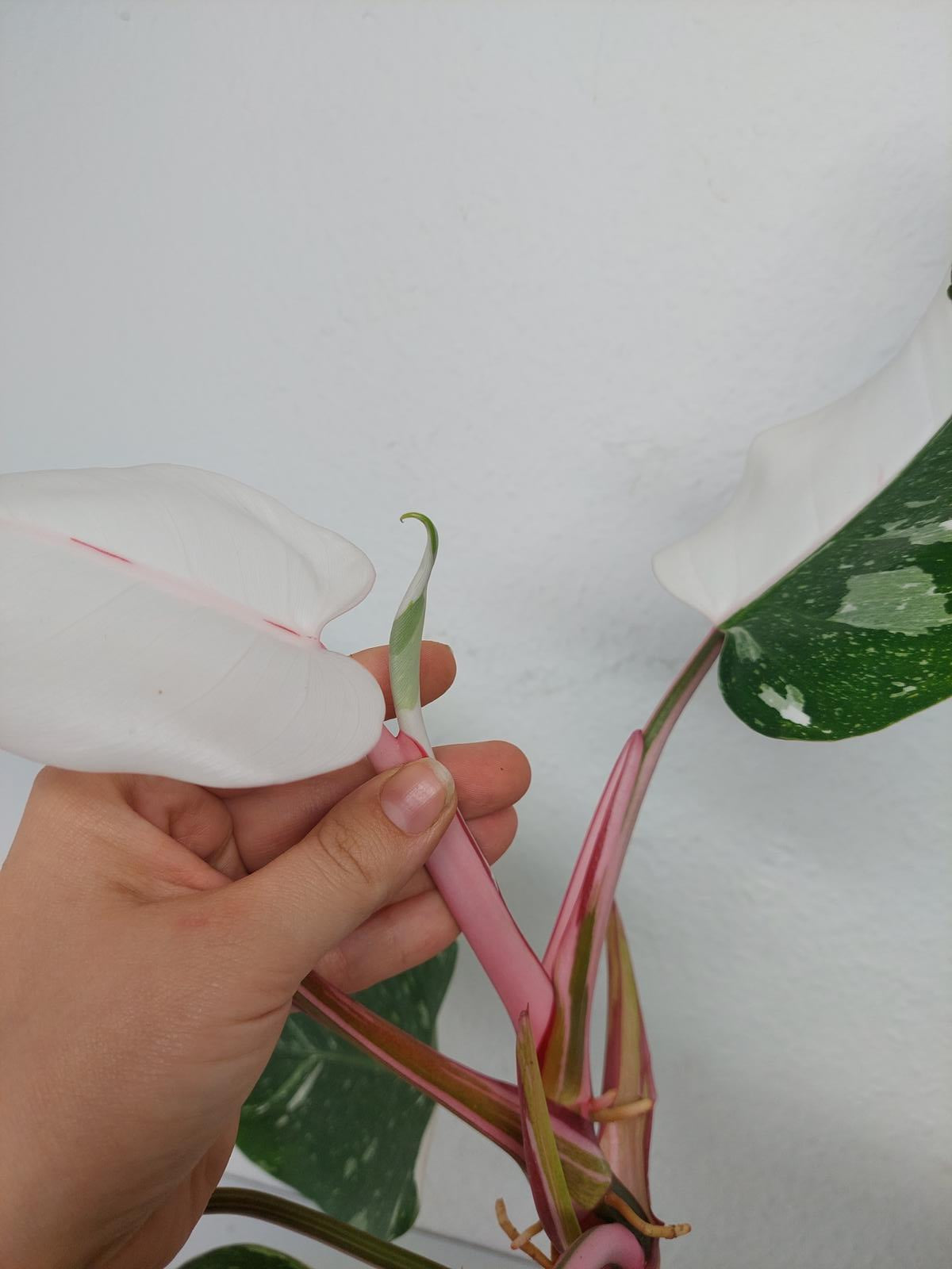 Philodendron White Princess
