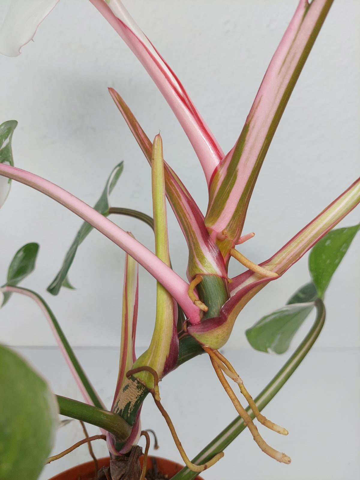 Philodendron White Princess