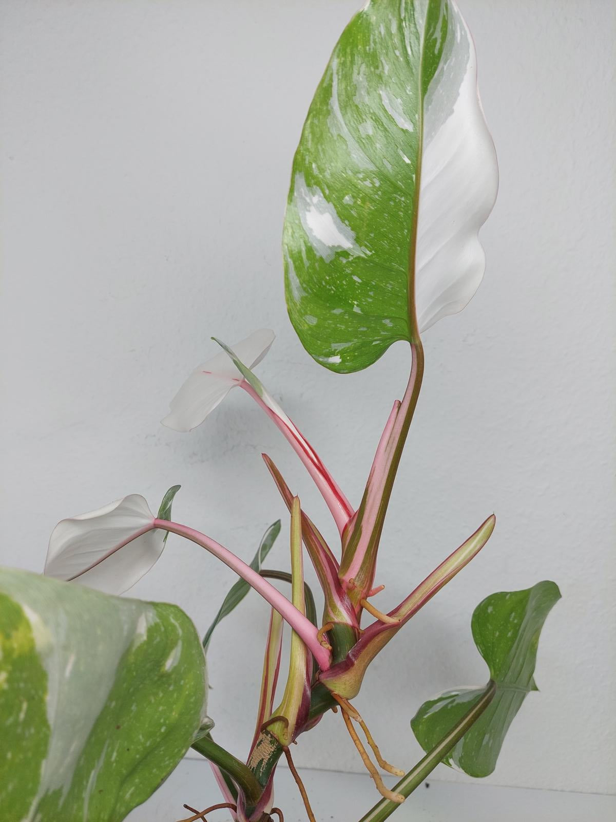 Philodendron White Princess