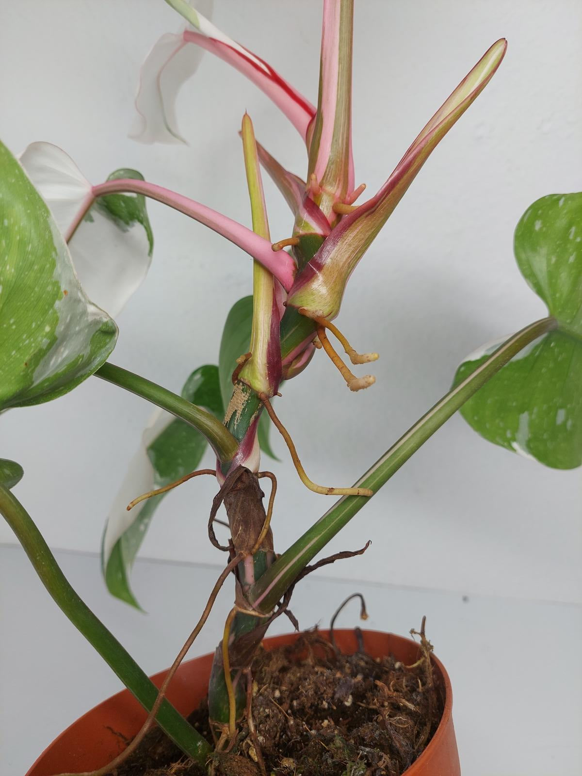 Philodendron White Princess