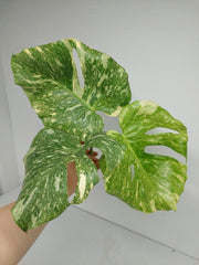 Monstera Thai Constellation Crème Brûlée Steckling
