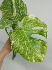 Monstera Thai Constellation Crème Brûlée Steckling