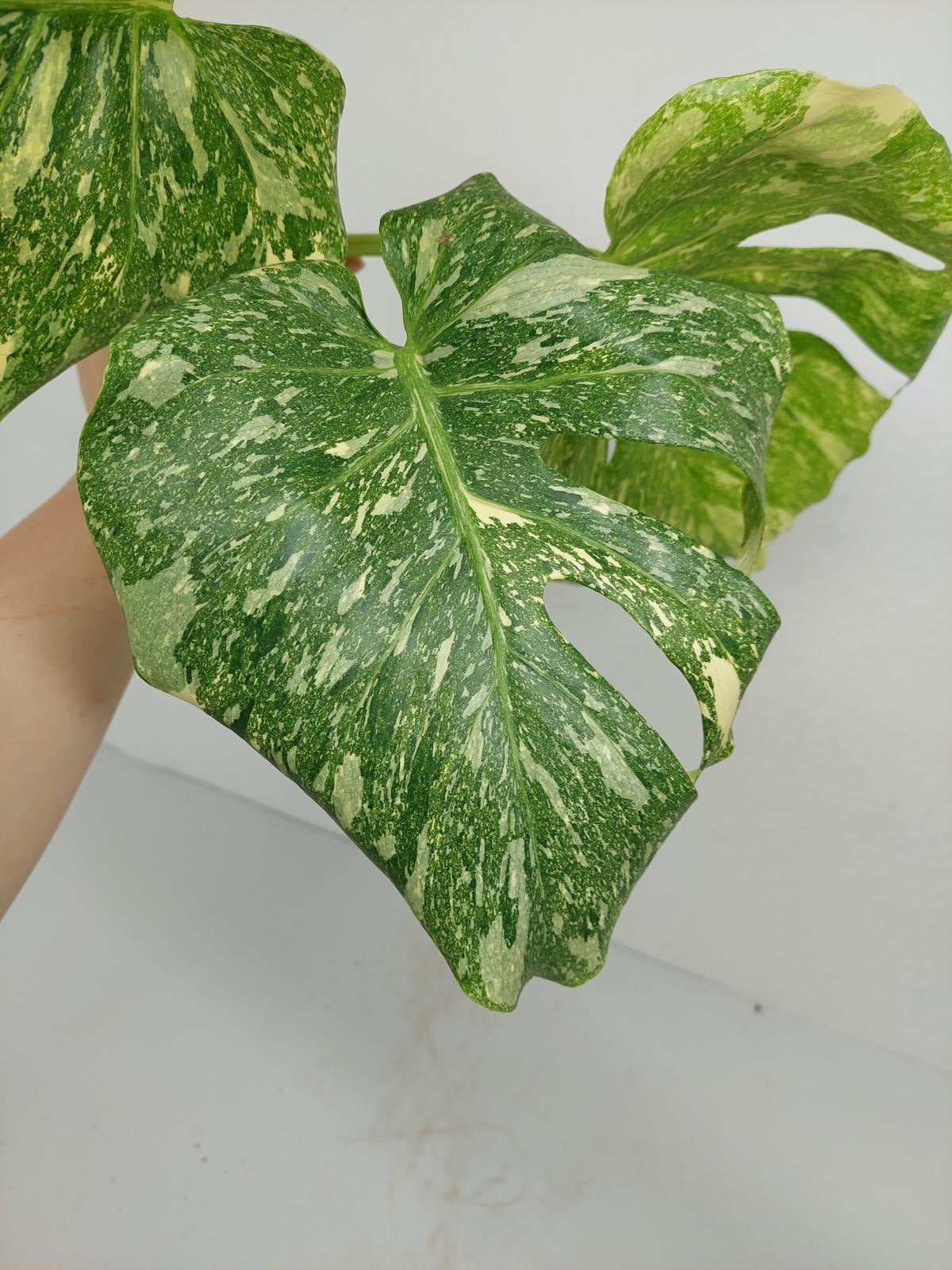 Monstera Thai Constellation Crème Brûlée Steckling