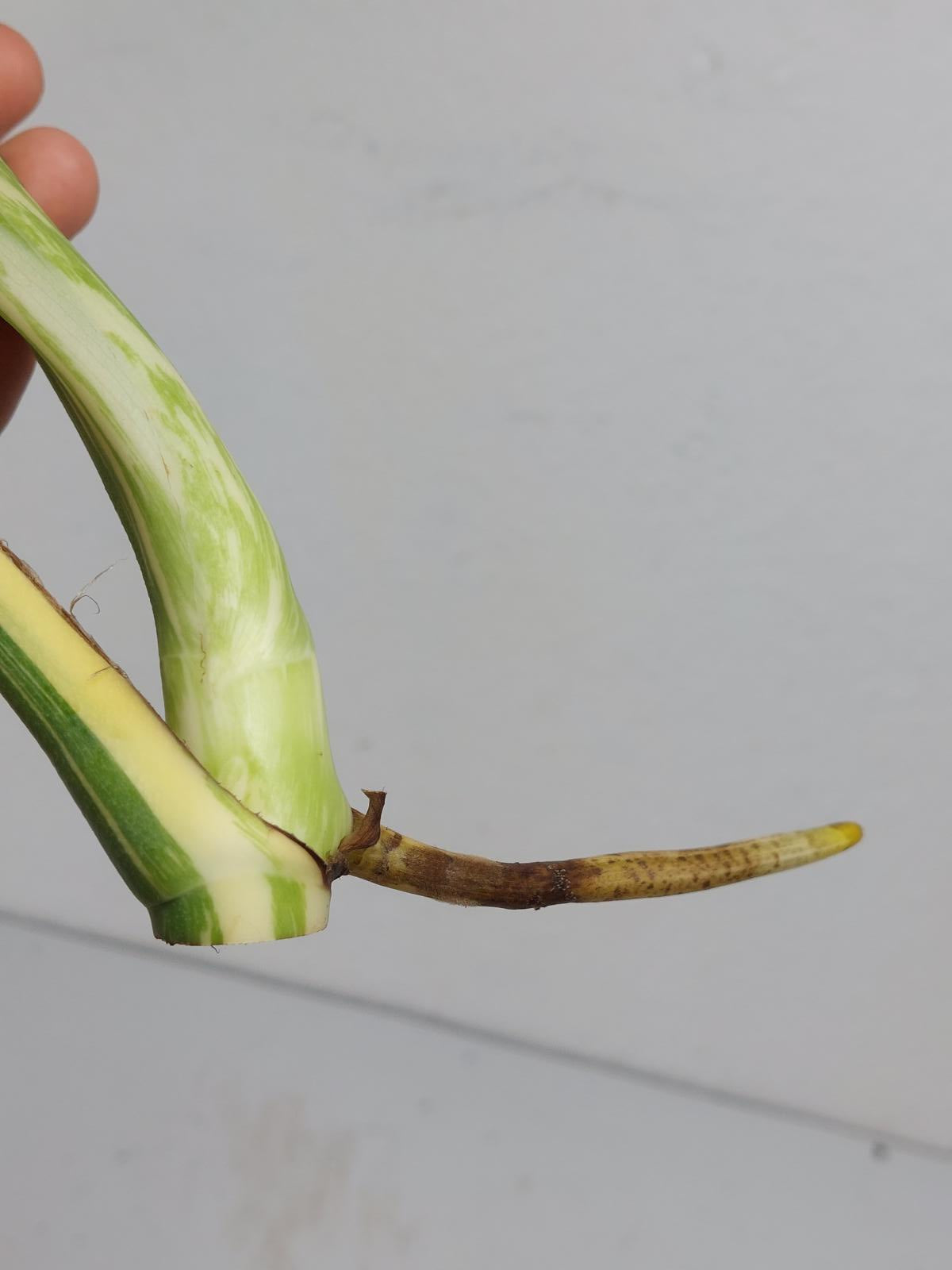 Monstera Thai Constellation Crème Brûlée Steckling