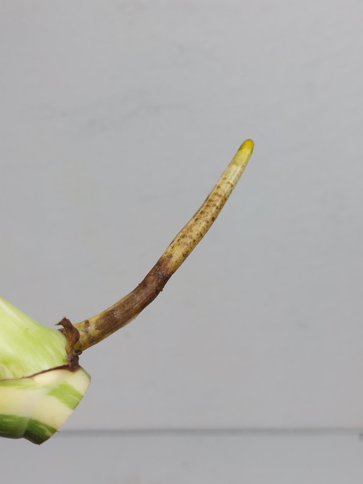Monstera Thai Constellation Crème Brûlée Steckling