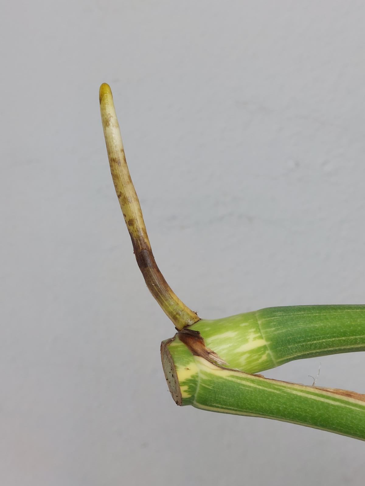 Monstera Thai Constellation Crème Brûlée Steckling