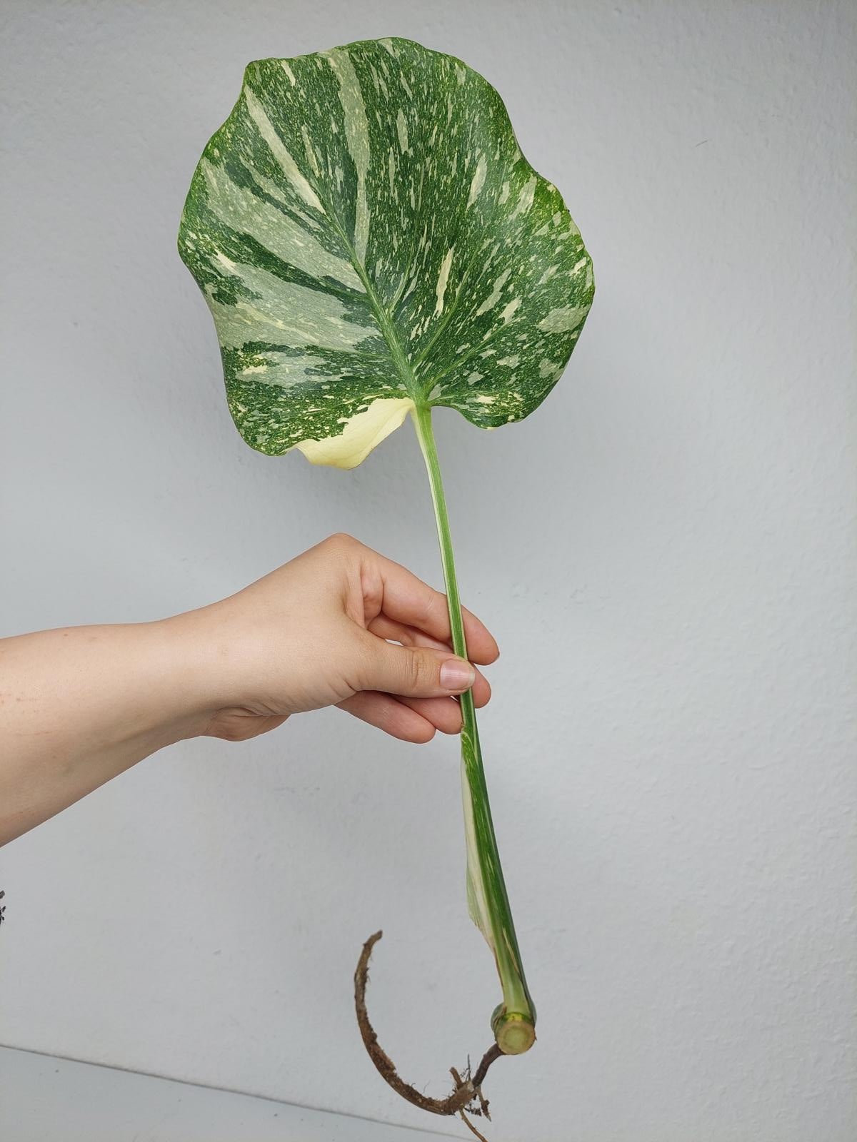 Monstera Thai Constellation Crème Brûlée Steckling