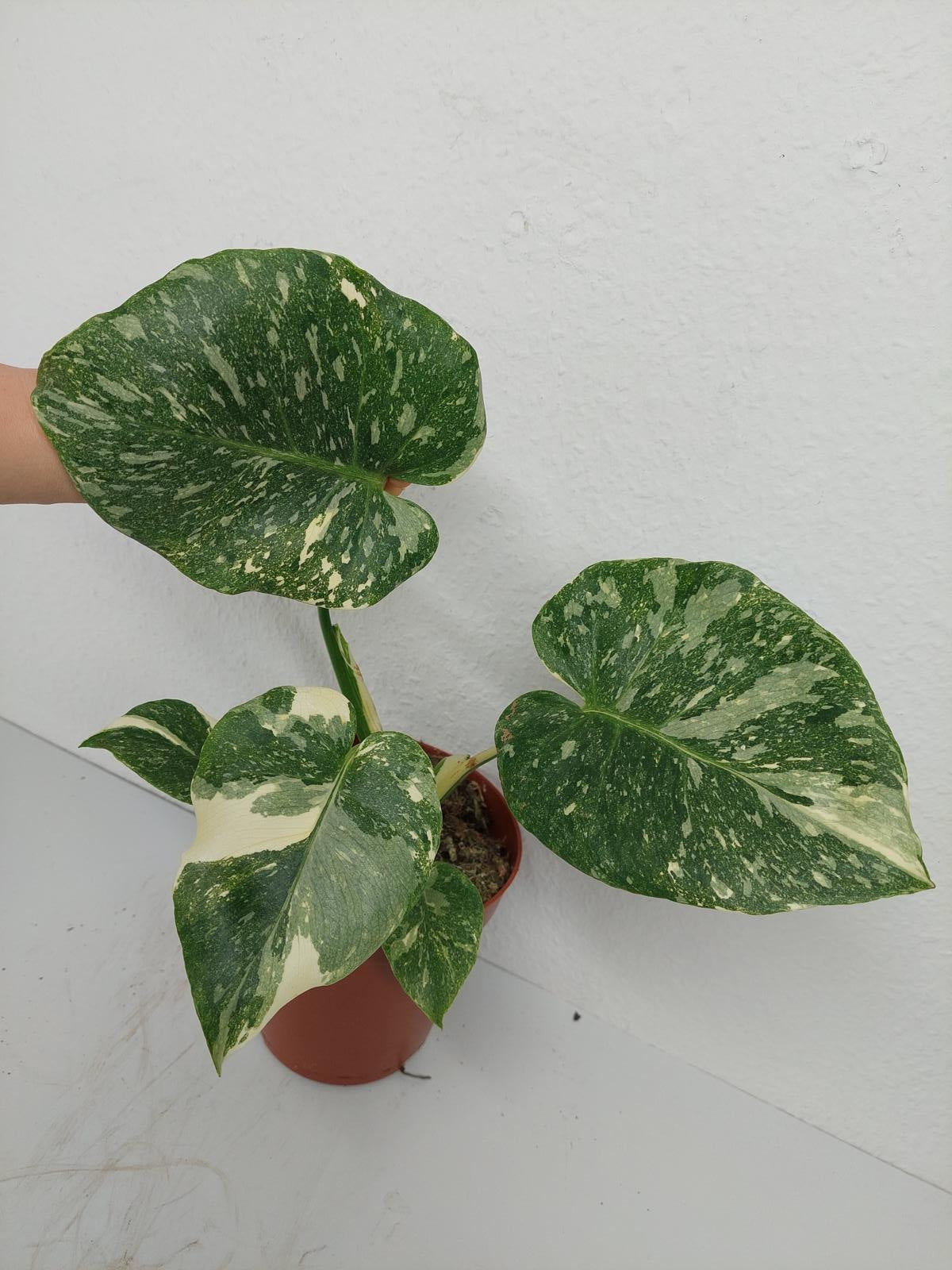 Monstera Thai Constellation Crème Brûlée Steckling