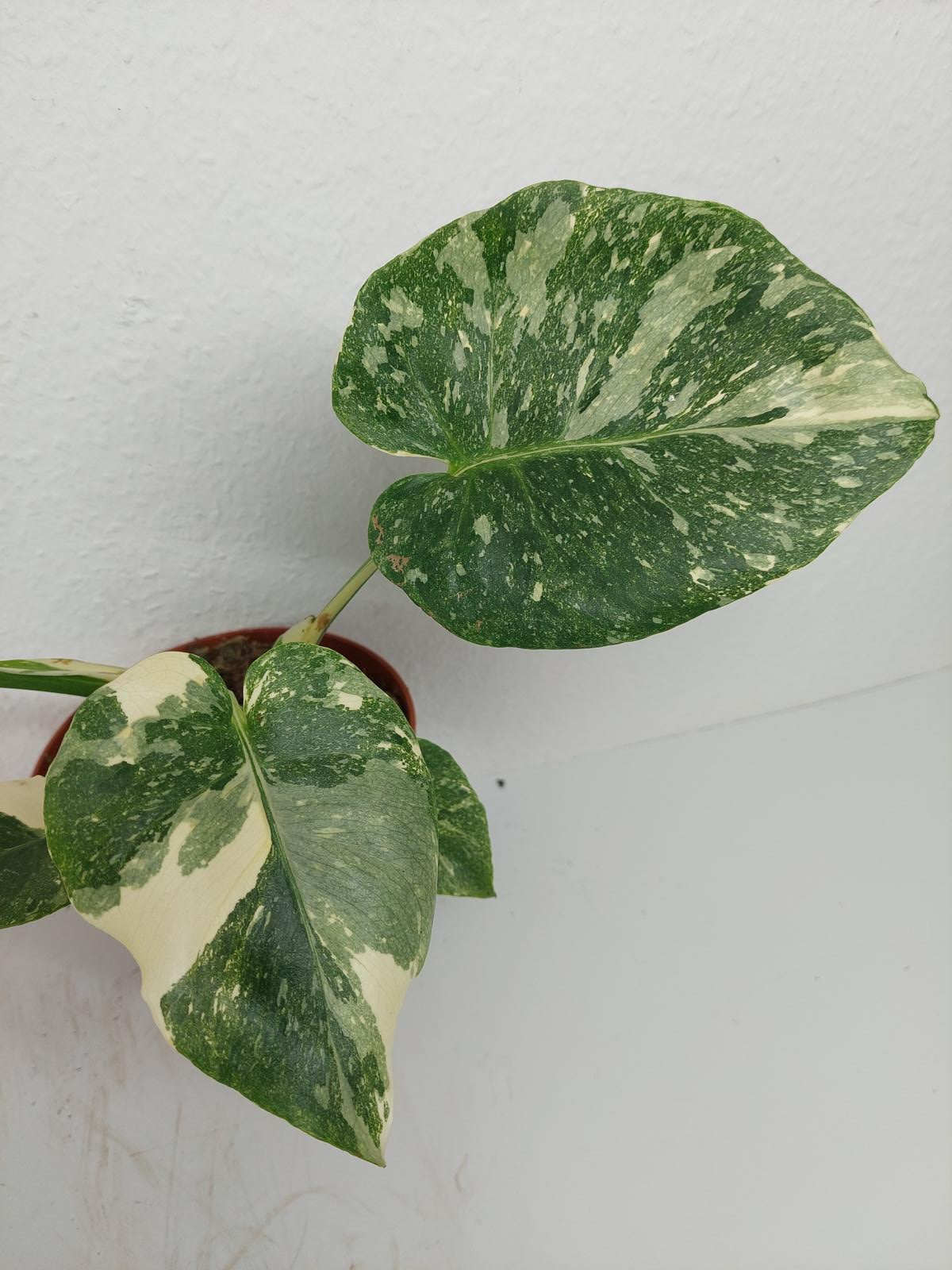 Monstera Thai Constellation Crème Brûlée Steckling
