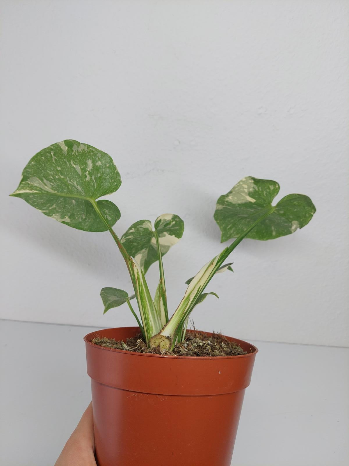 Monstera Thai Constellation Crème Brûlée Steckling