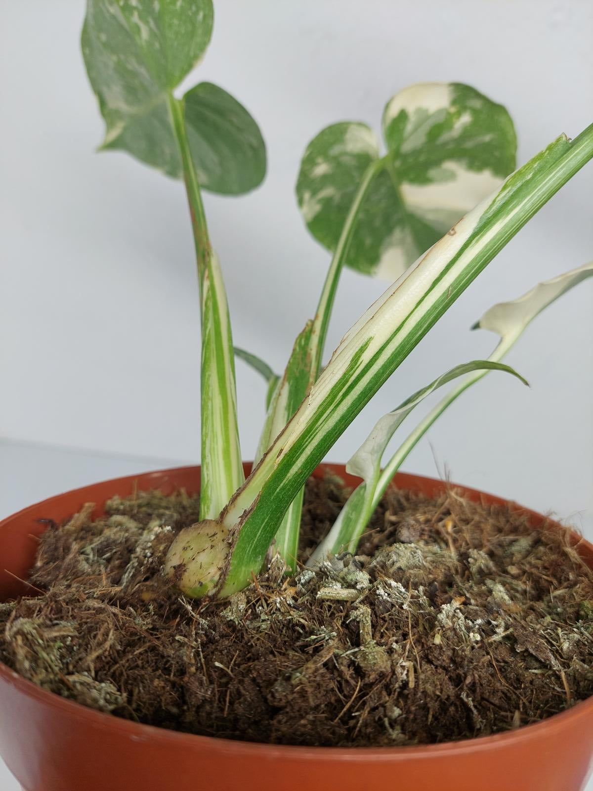 Monstera Thai Constellation Crème Brûlée Steckling