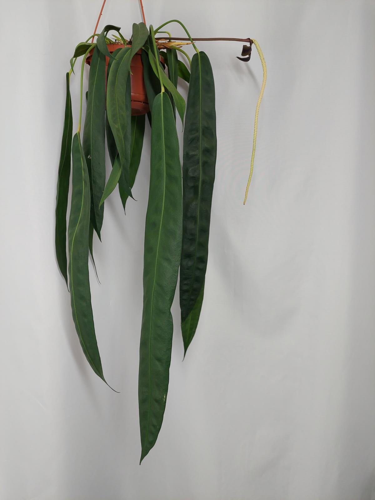Anthurium Wendlingeri