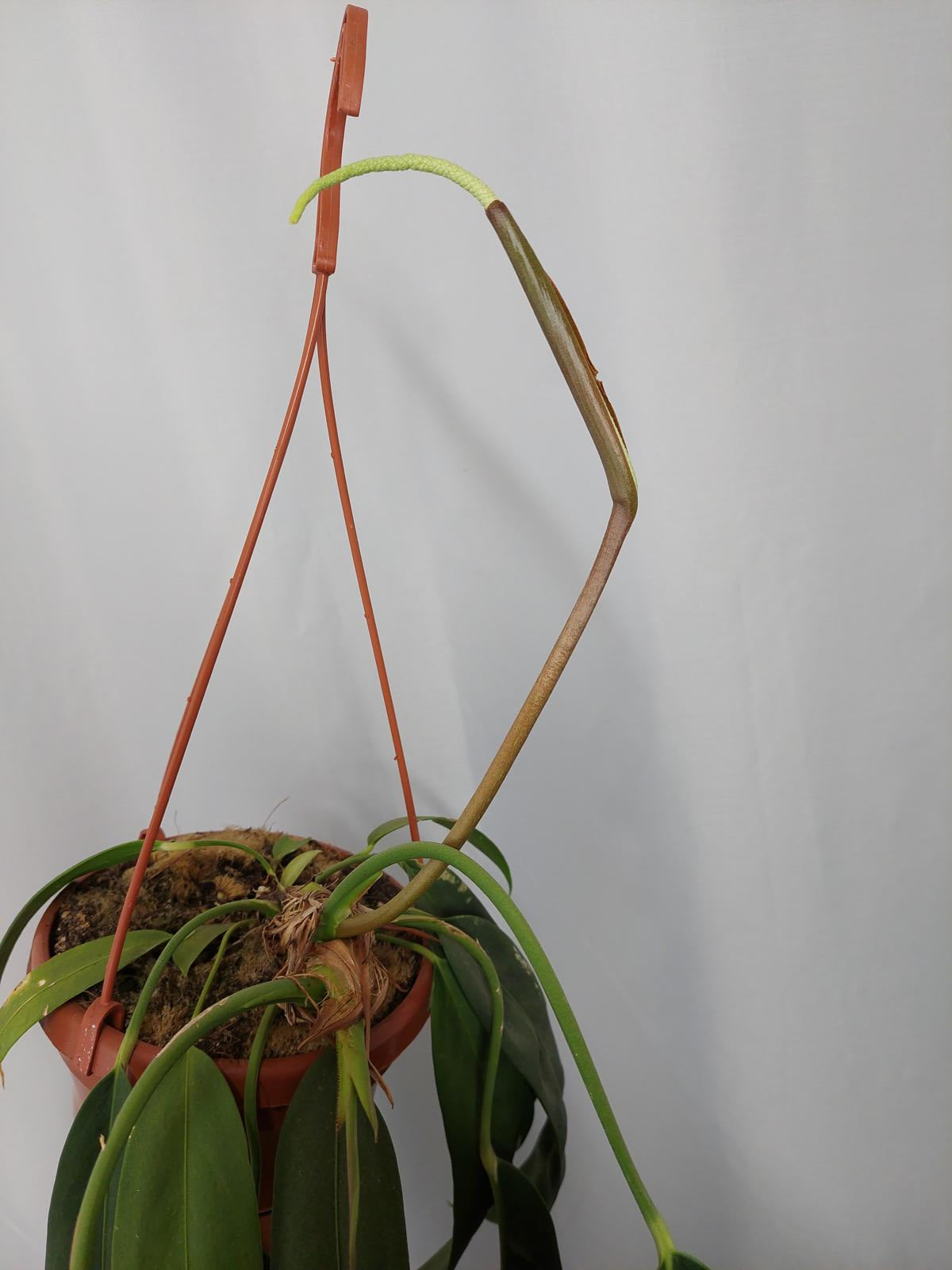 Anthurium Wendlingeri