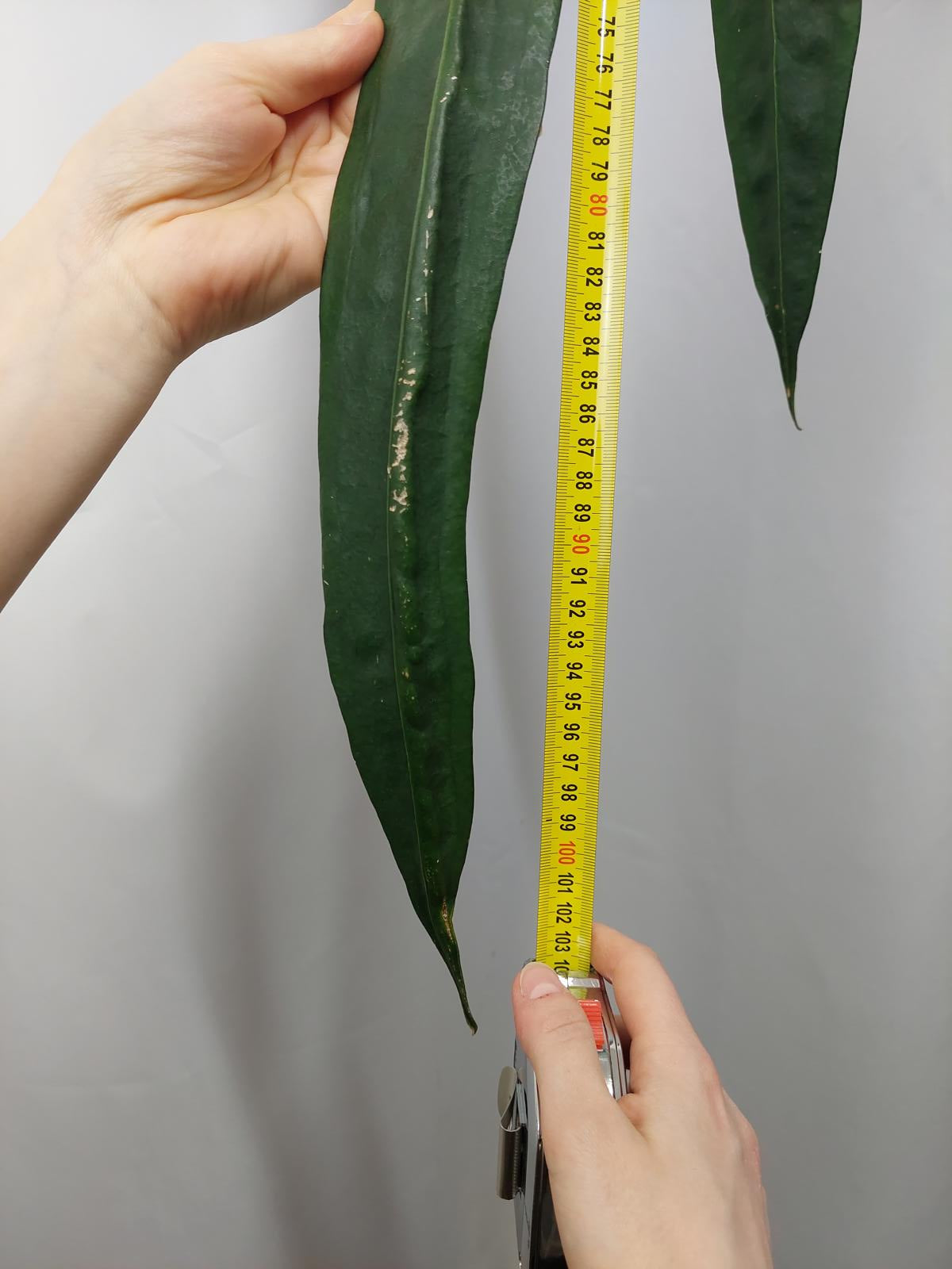 Anthurium Wendlingeri