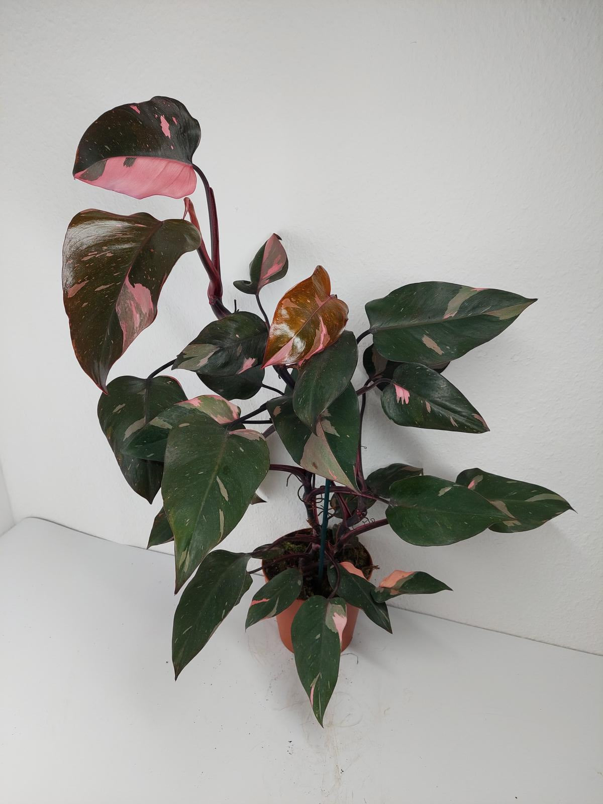 Philodendron Pink Princess