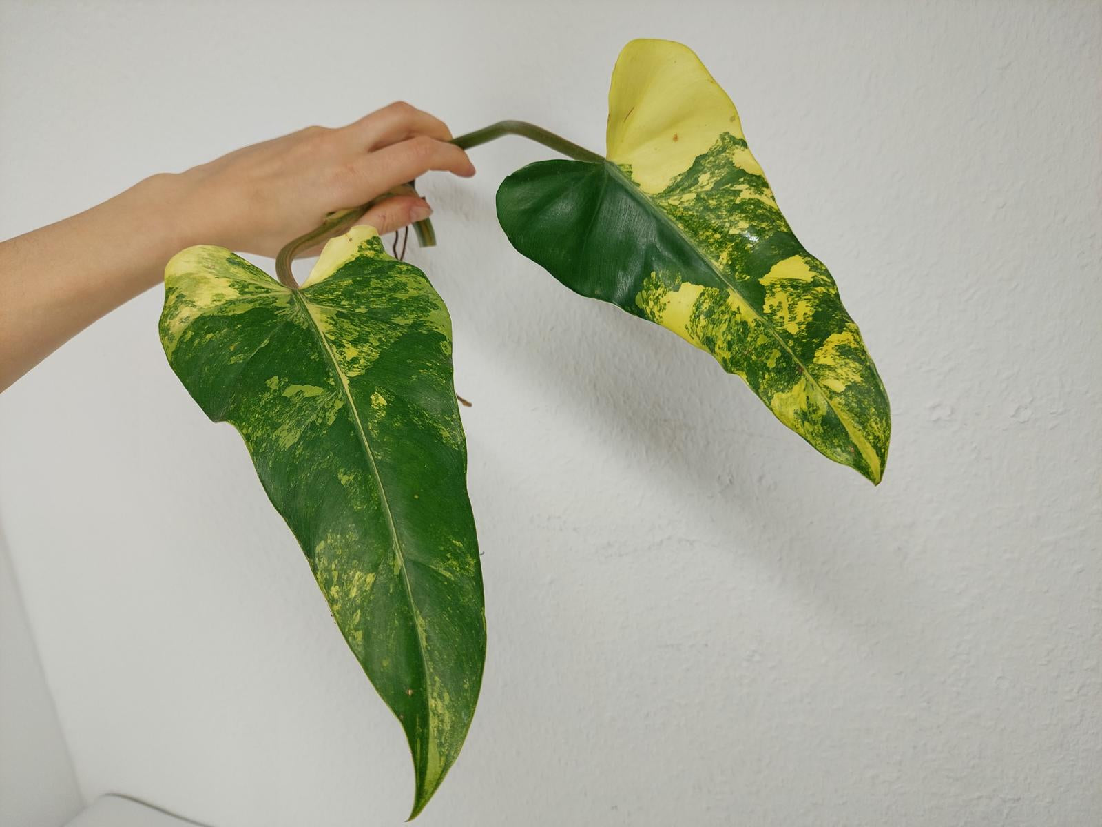 Philodendron Domesticum Variegata Steckling