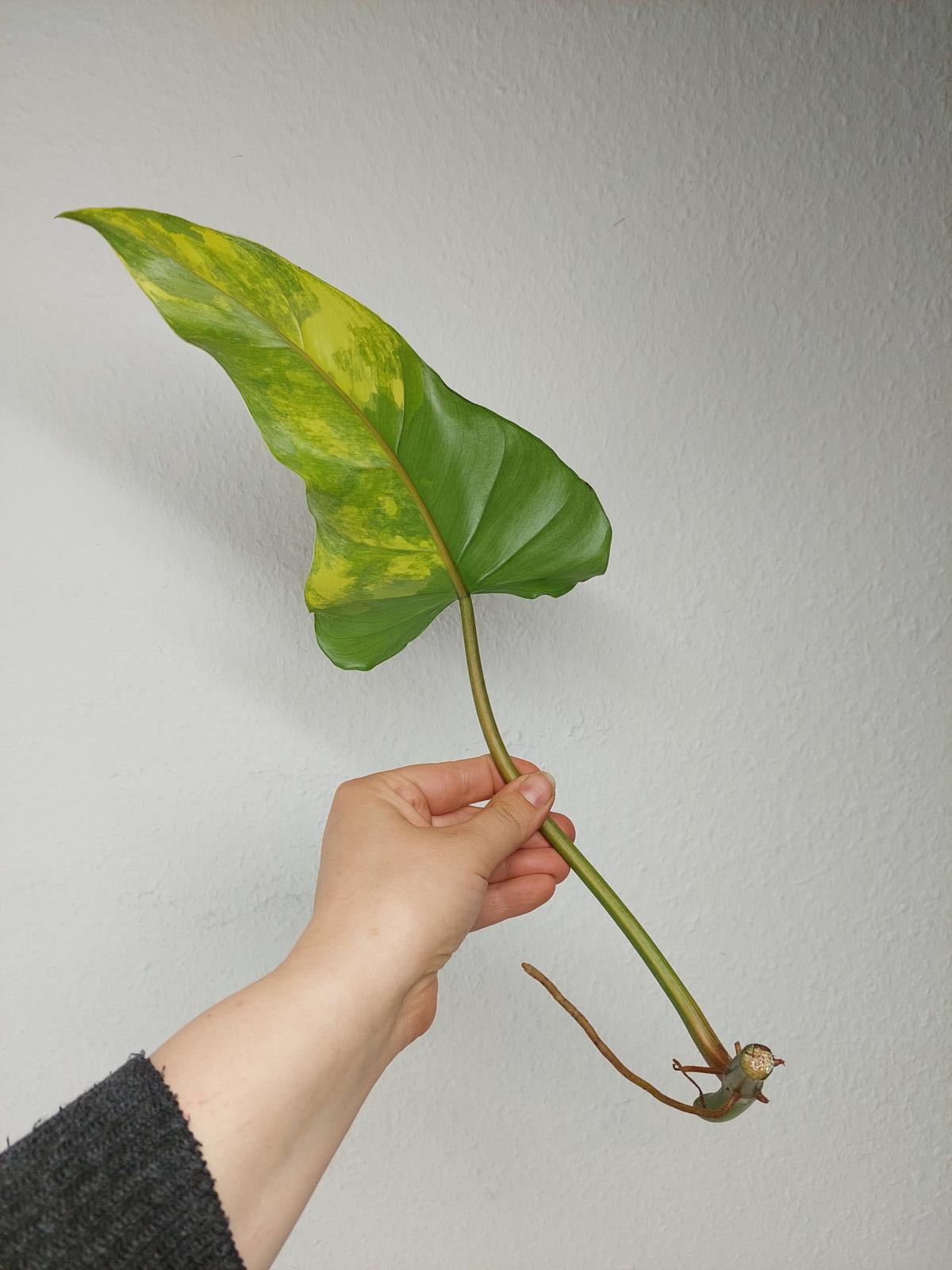 Philodendron Domesticum Variegata Steckling