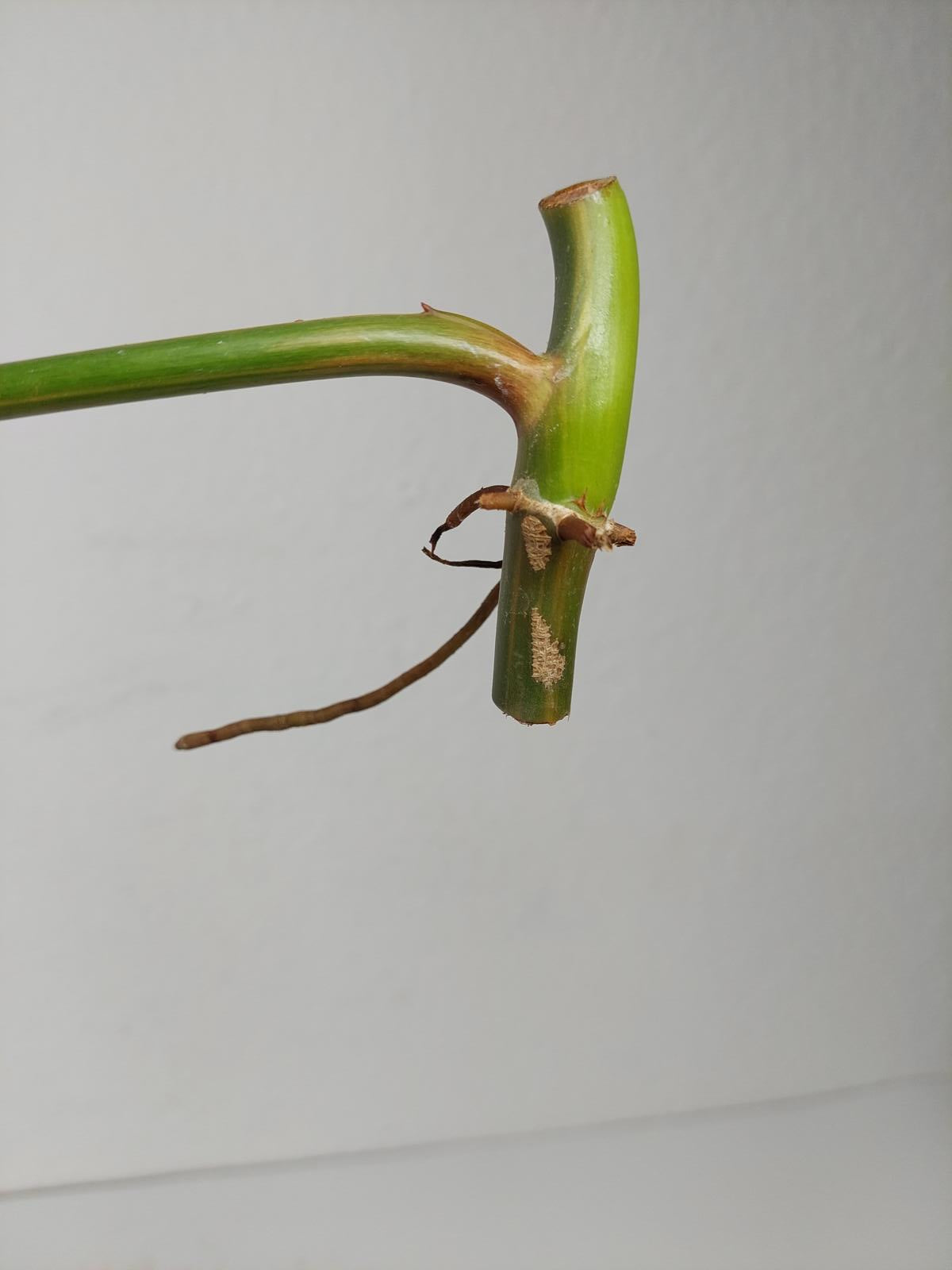 Philodendron Domesticum Variegata Steckling