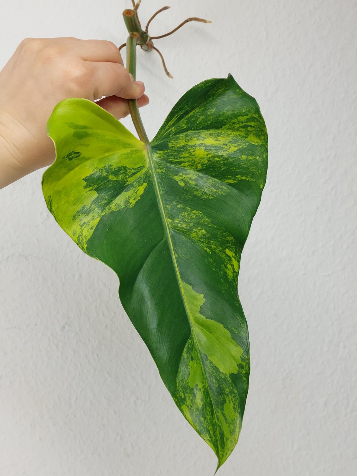 Philodendron Domesticum Variegata Steckling
