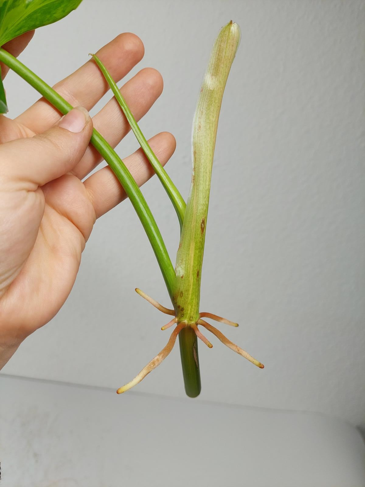 Philodendron Domesticum Variegata Steckling