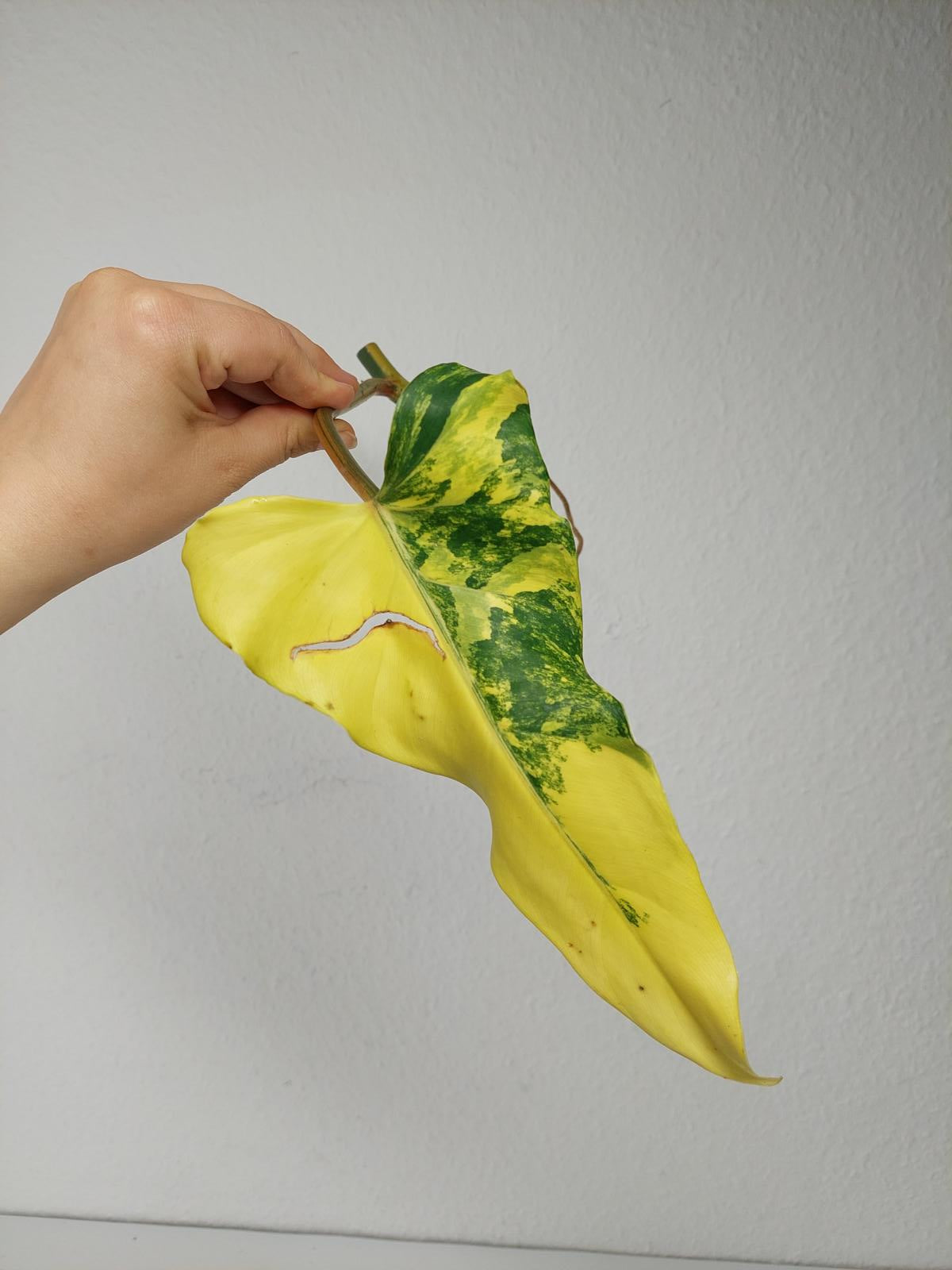 Philodendron Domesticum Variegata Steckling