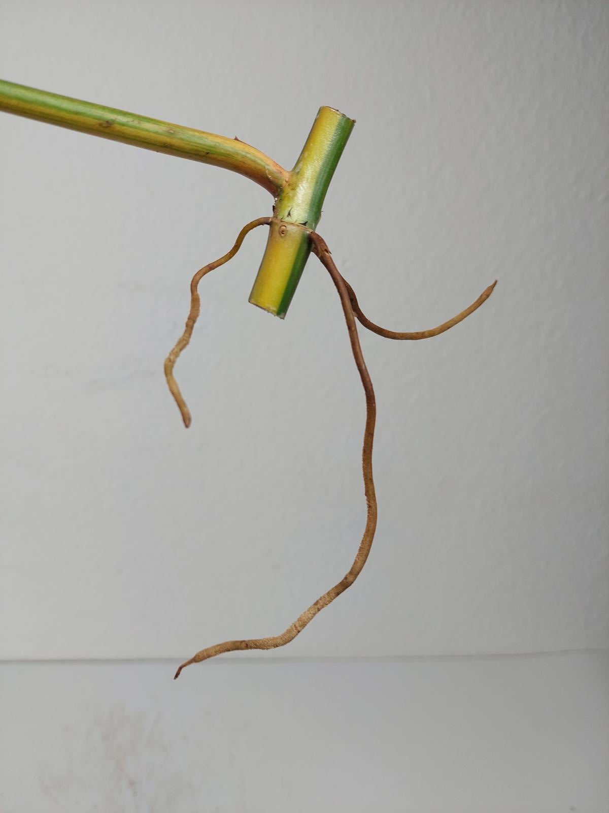 Philodendron Domesticum Variegata Steckling
