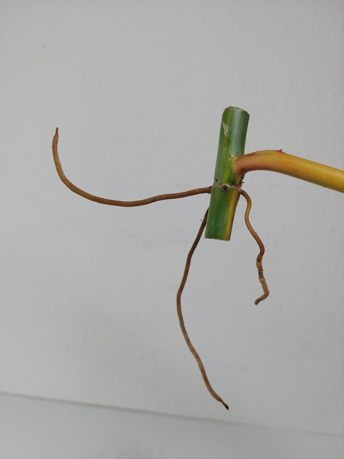 Philodendron Domesticum Variegata Steckling