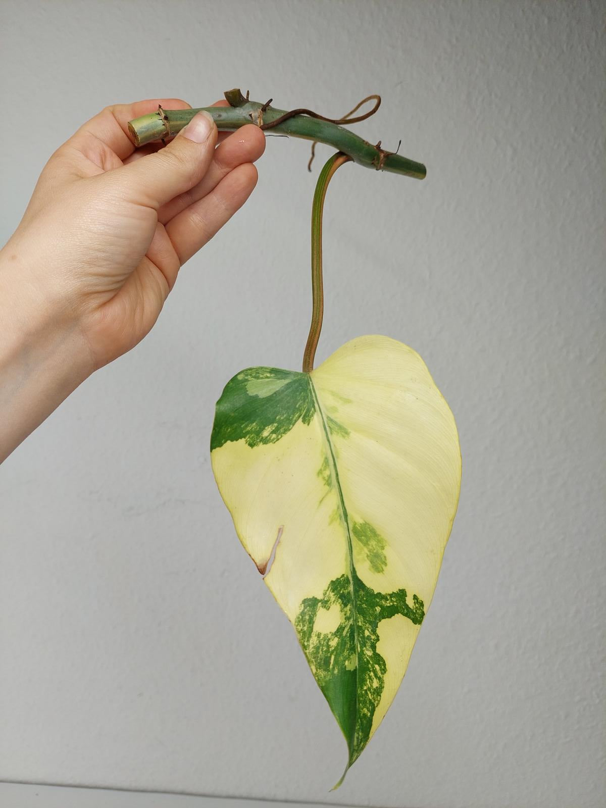 Philodendron Domesticum Variegata Steckling
