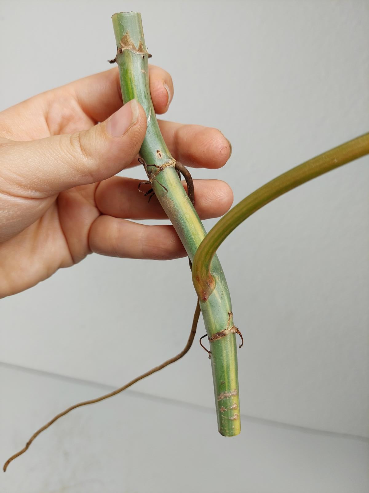 Philodendron Domesticum Variegata Steckling