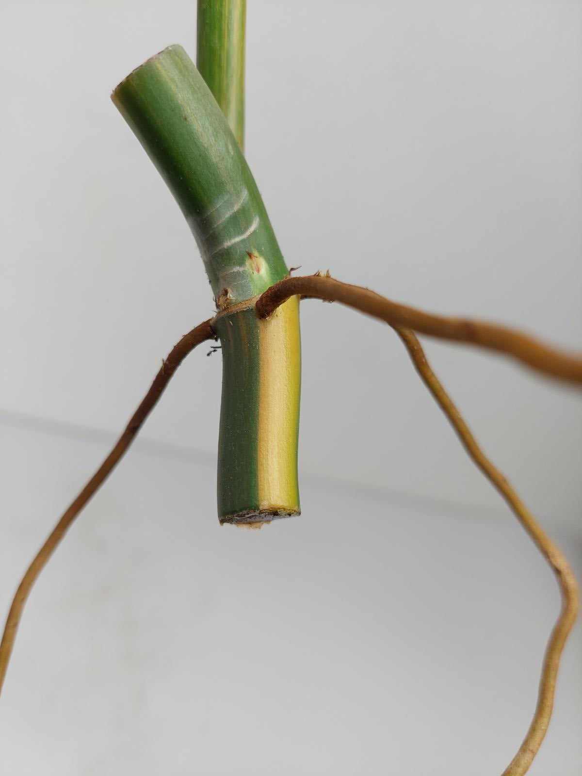 Philodendron Domesticum Variegata Steckling