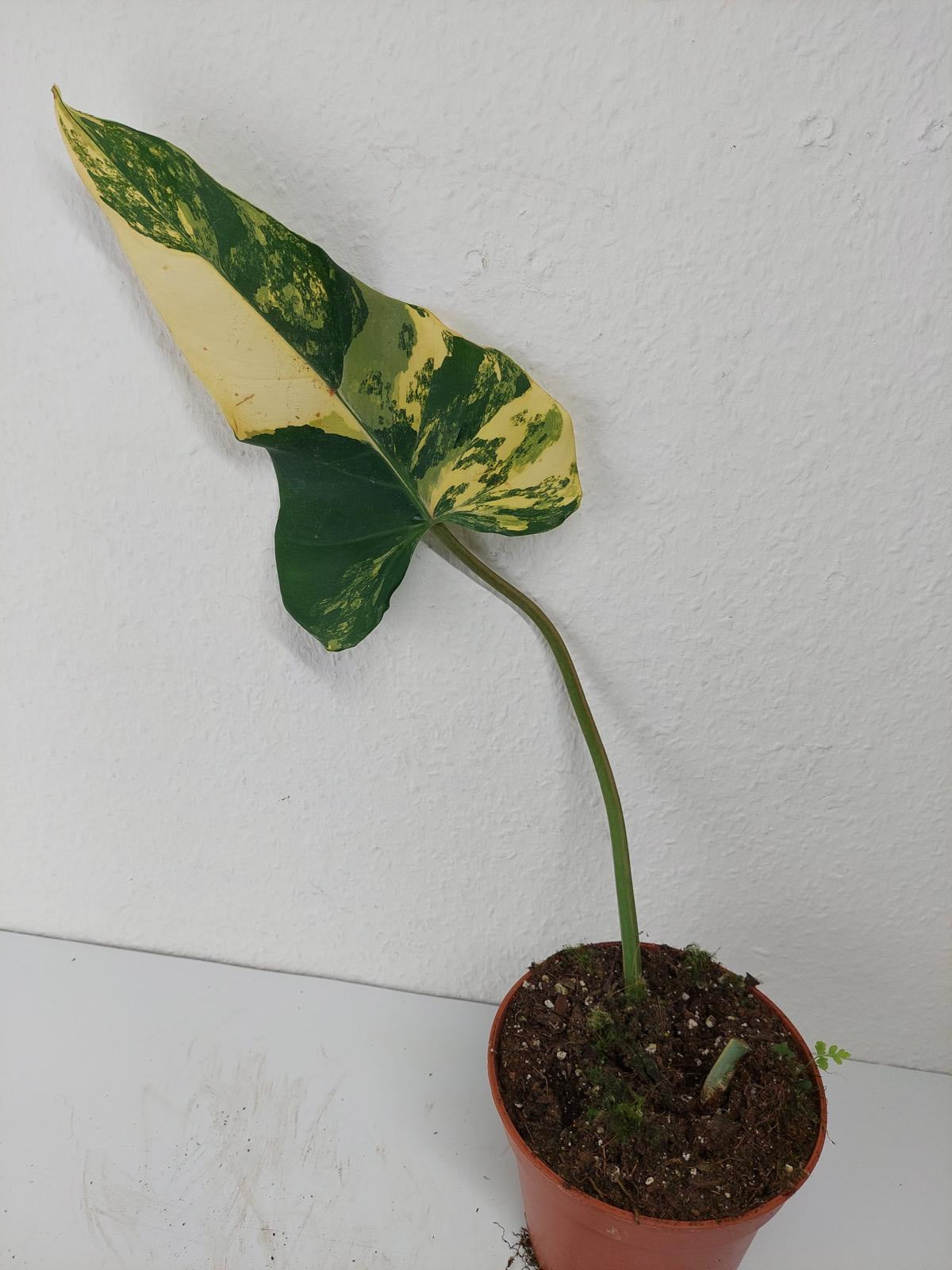 Philodendron Domesticum Variegata Steckling