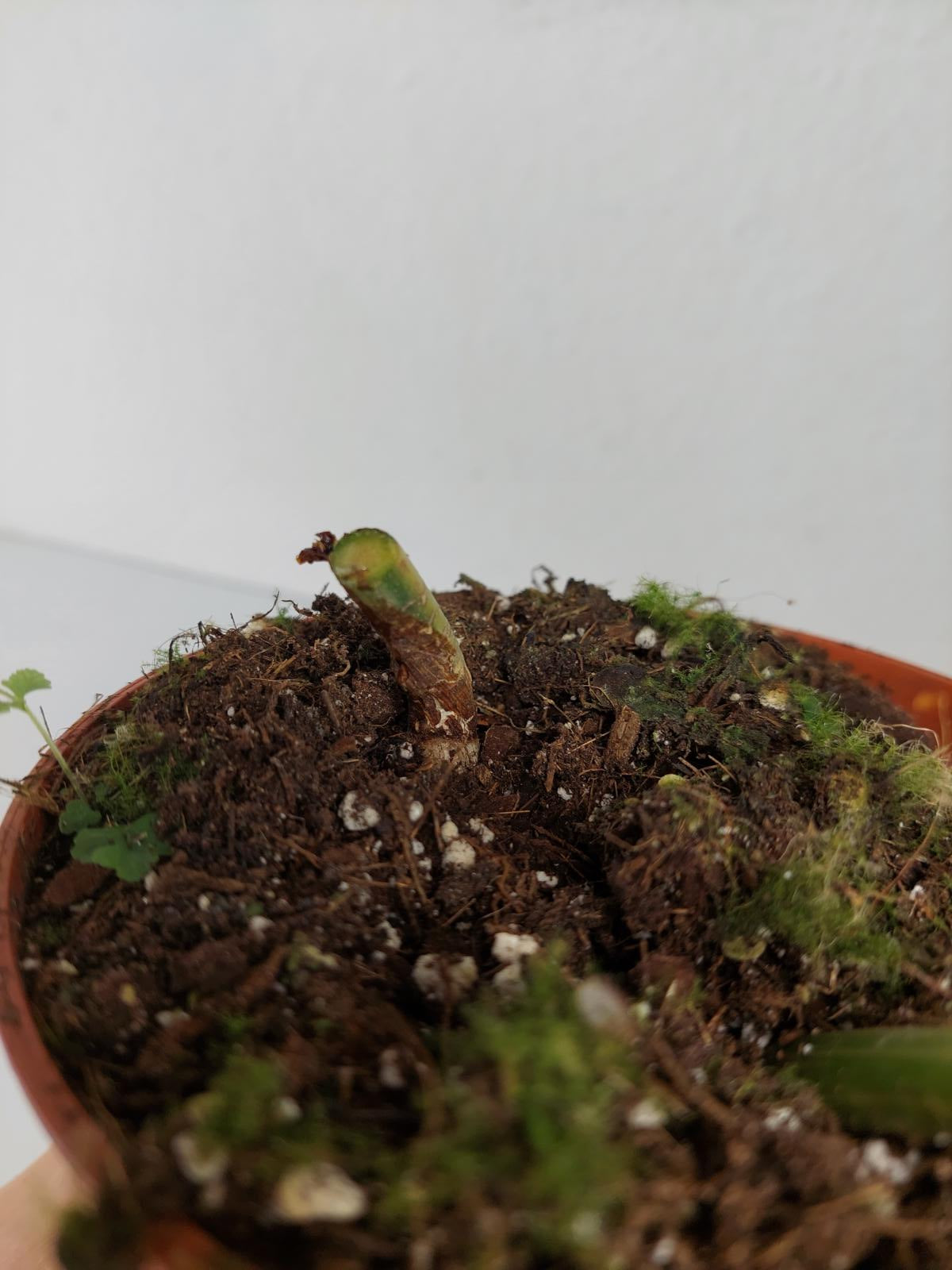 Philodendron Domesticum Variegata Steckling