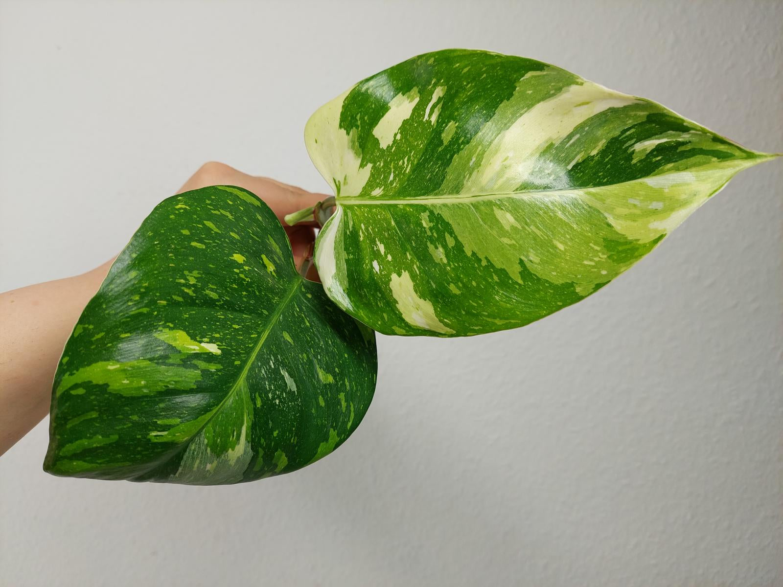 Philodendron White Princess Aurea Tricolor Steckling