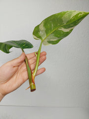 Philodendron White Princess Aurea Tricolor Steckling