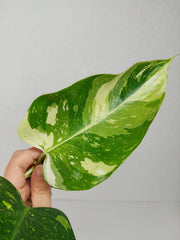 Philodendron White Princess Aurea Tricolor Steckling