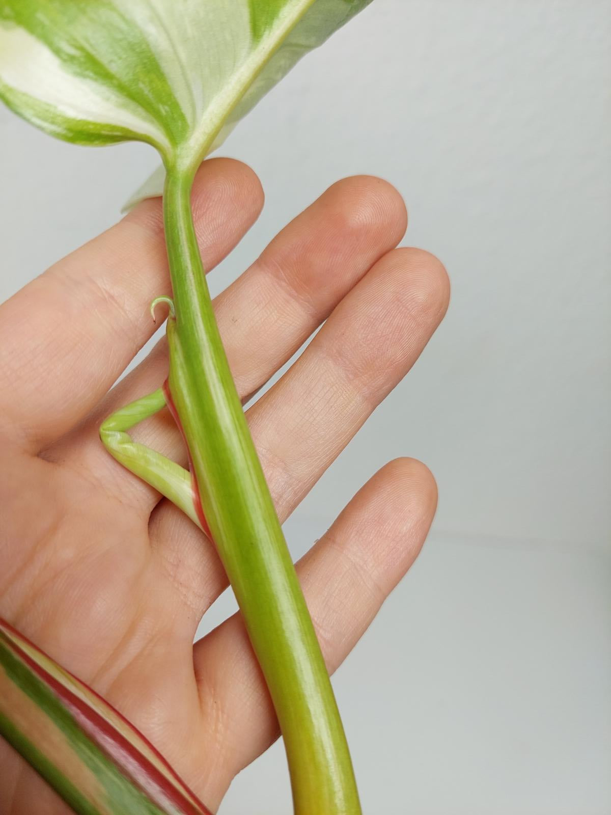 Philodendron White Princess Aurea Tricolor Steckling