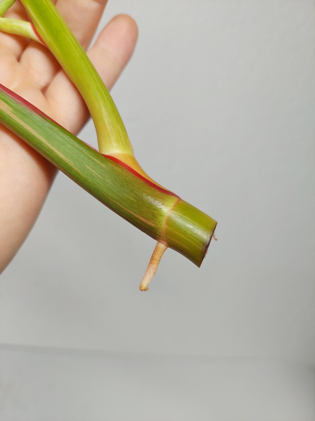 Philodendron White Princess Aurea Tricolor Steckling