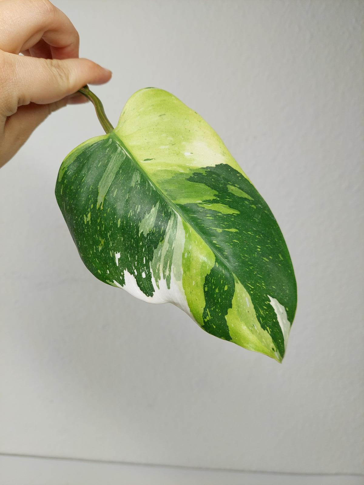 Philodendron White Princess Aurea Tricolor Steckling